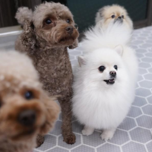 강아지 전용 유치원에서 한 곳을 바라보는 강아지들