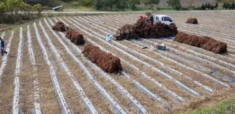 들깨 재배 직파 재배 병충해 관리 질소 과다 주의_7