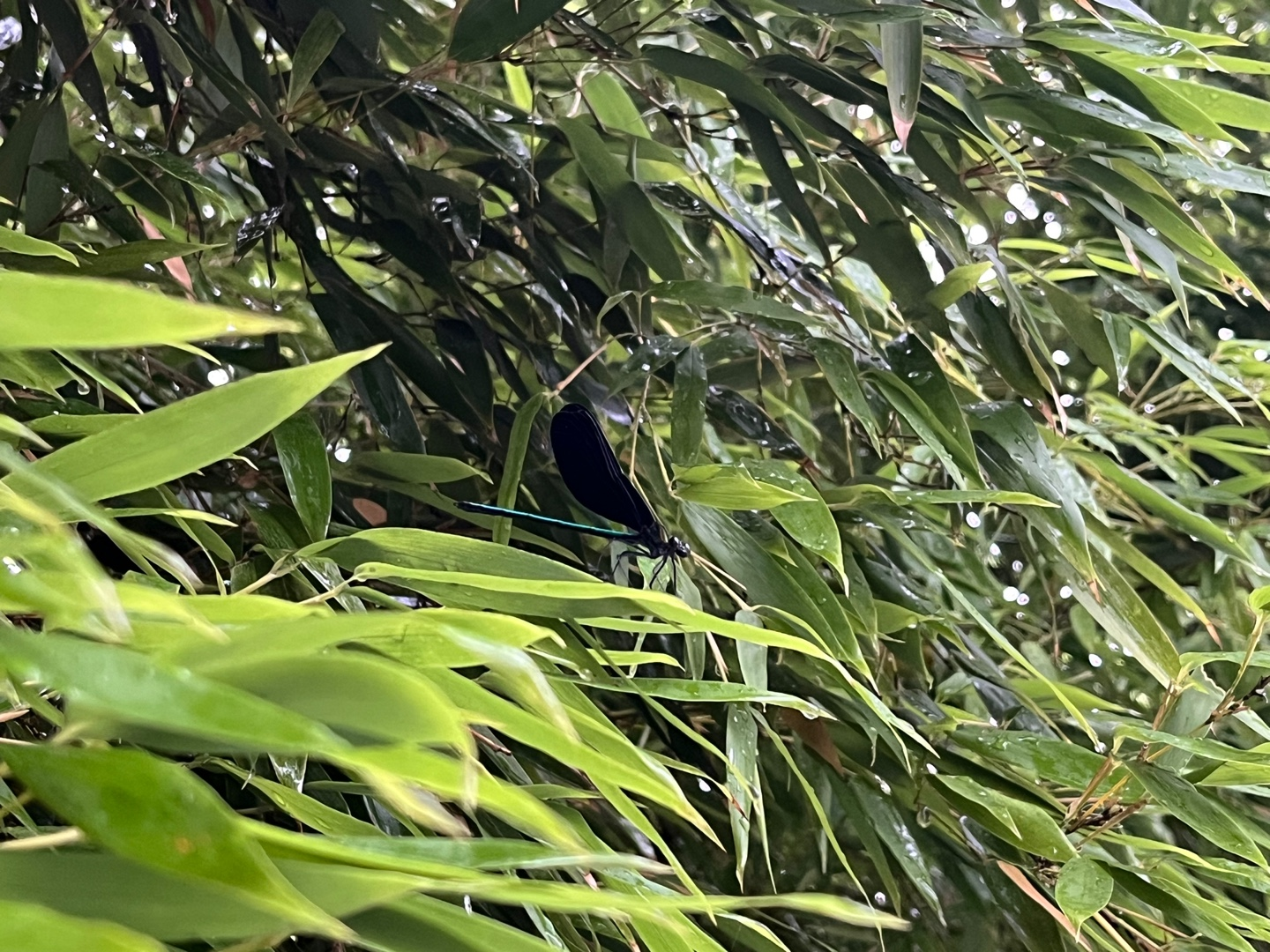 청계산 어울더울 반려견 동반 양갈비 오겹살