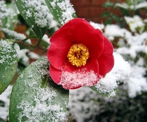 눈 속에서도 피는 동백꽃