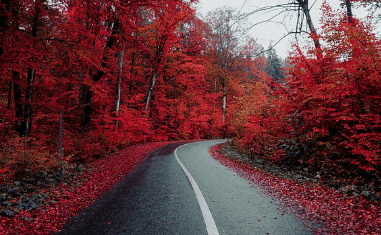 고속도로통행료 미납조회 납부, 영수증 발급
