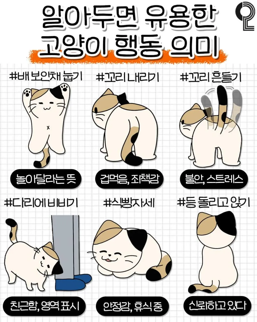 고양이 행동 분석 교정 언어 의미_6