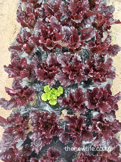 A field of deep red lettuce with a single green lettuce in the middle, creating a natural contrast and visual focus-깊은 붉은빛 적상추밭 한가운데 초록 상추 한 포기가 자라며 자연스러운 대비와 시선을 이끄는 장면