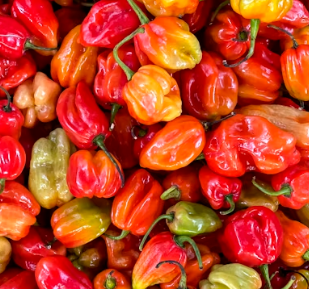 피로회복에 좋은 음식