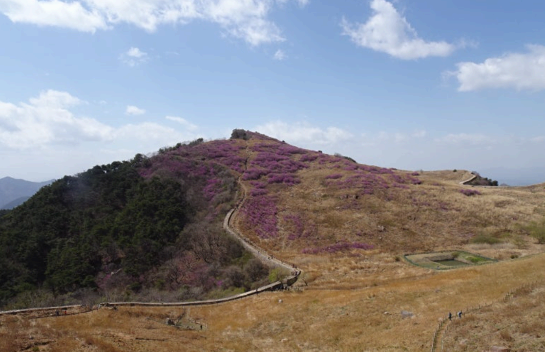 [4월 축제]화왕산 진달래❘4월 둘째주 주말 개화 상황, 방문 후기, 교통편, 맛집