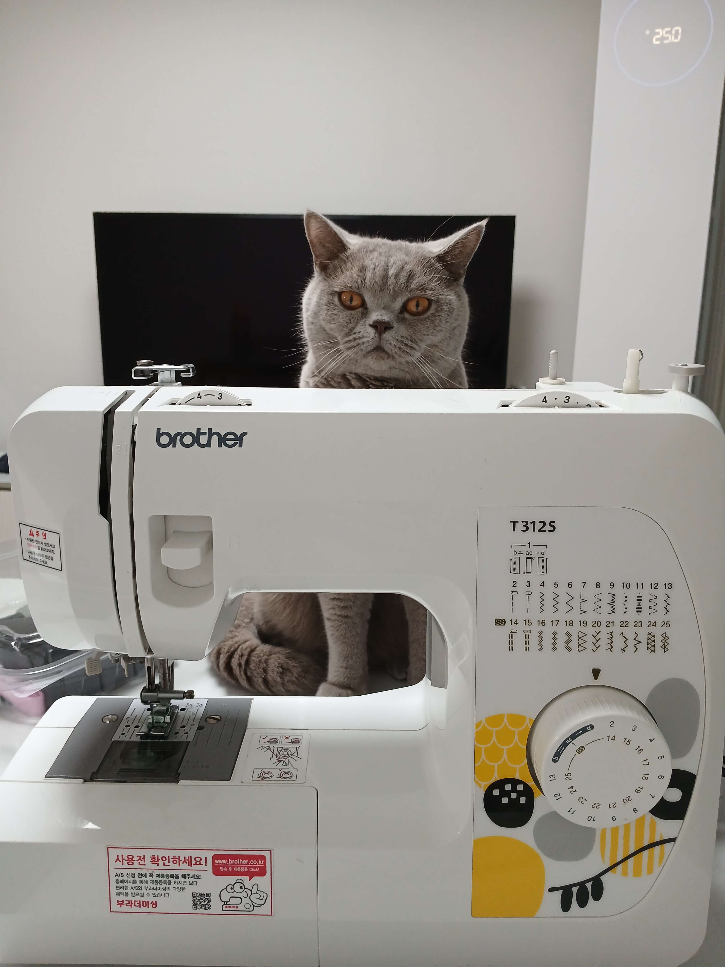 재봉틀을 지켜보고 있는 누니, 나에게 실을 달라