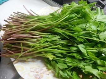 미나리 보관의 정석|거머리 제거 세척법부터 세워서 물 보관하는 이유까지