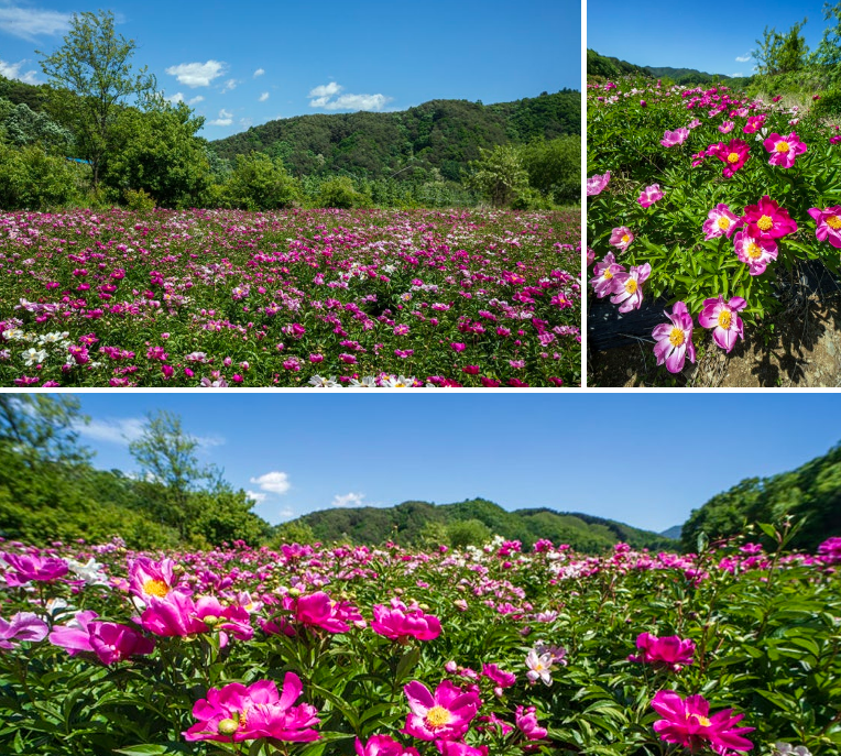 홍천 수타사 생태숲공원 작약꽃 사진