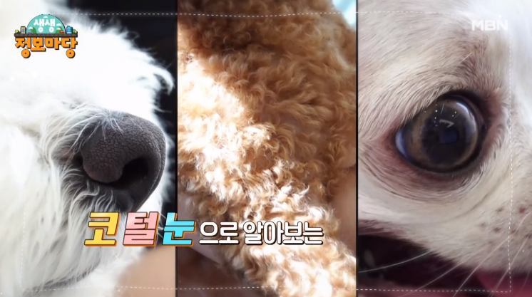 코 털 눈으로 알아보는 애완견 반려견 건강 이상 신호 검사 동물 병원 추천