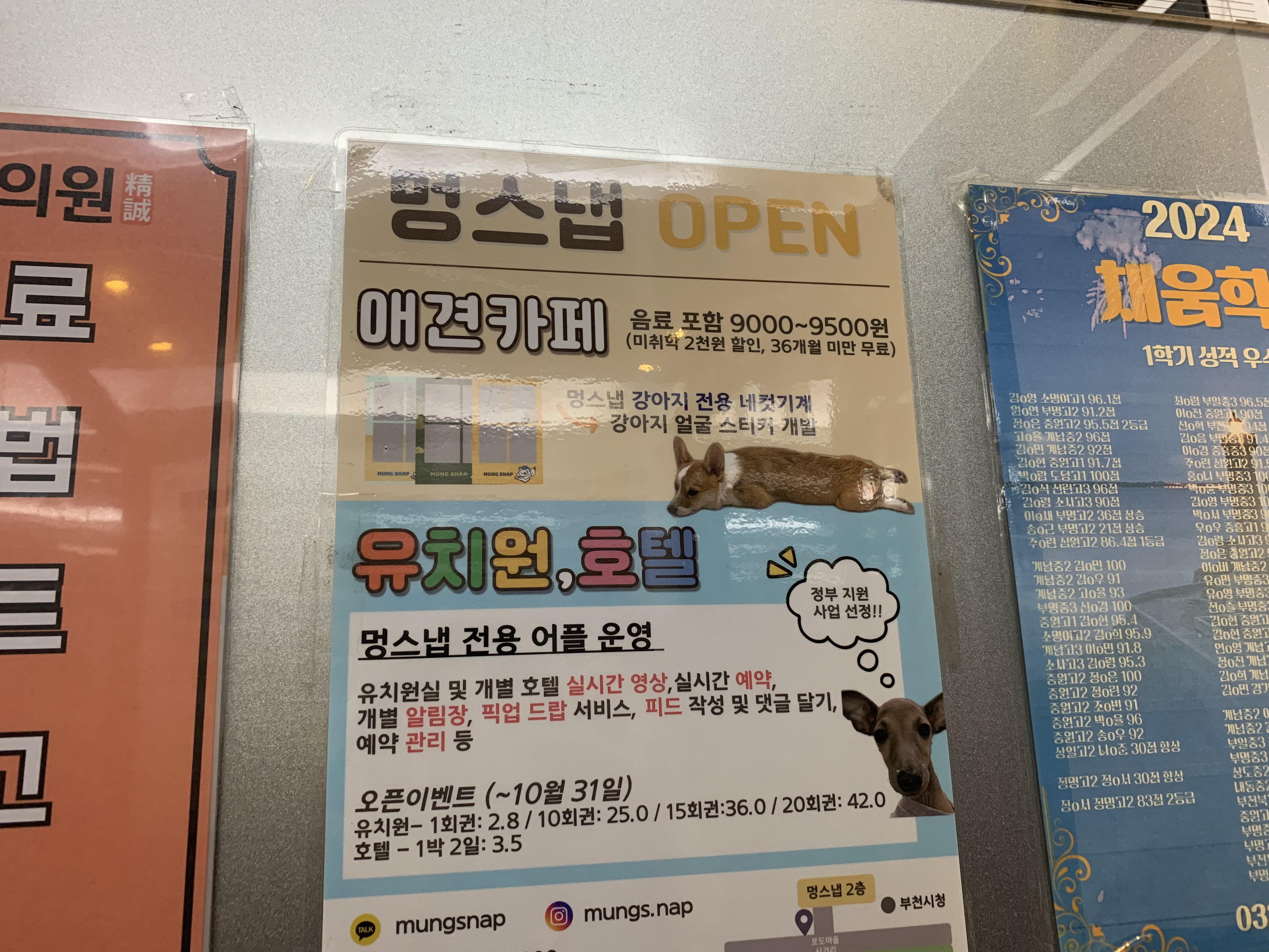 부천 부천시청 애견카페 애견유치원 애견호텔 멍스냅
