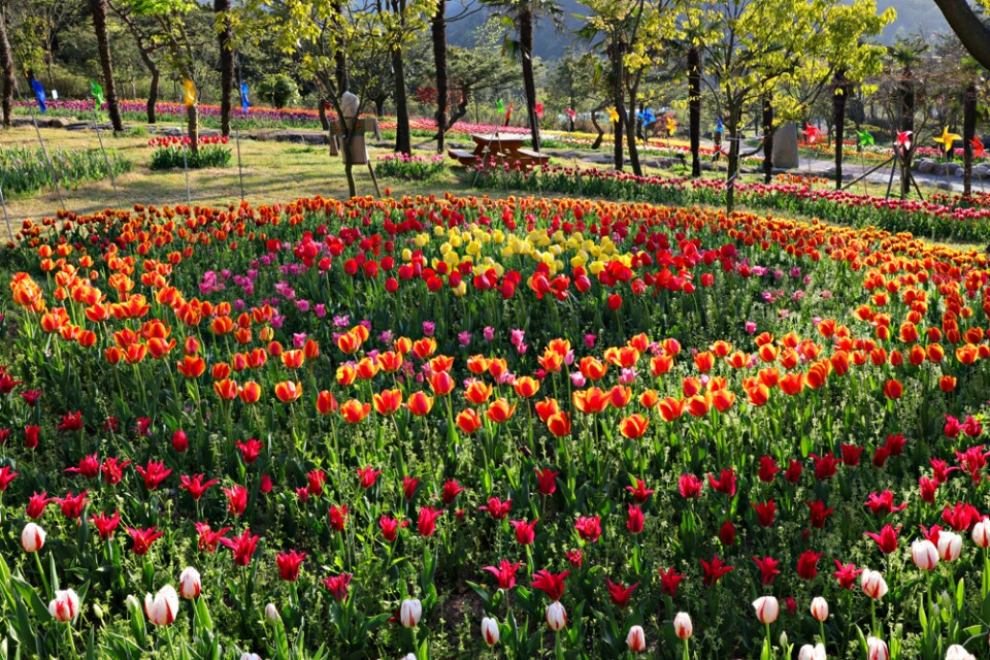 장흥 하늘빛수목원 튤립축제