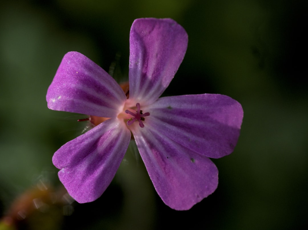 Dombey Flower