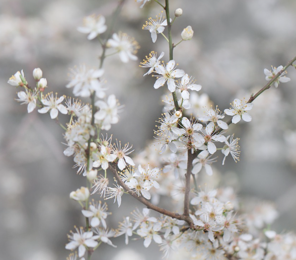 전국 벚꽃 축제 일정 총정리