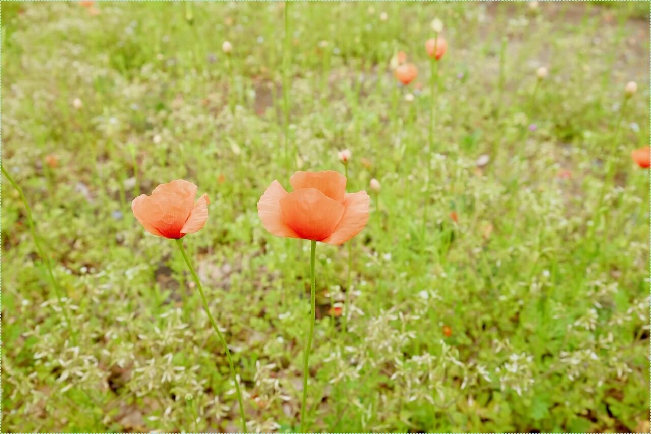우체국 적금 금리