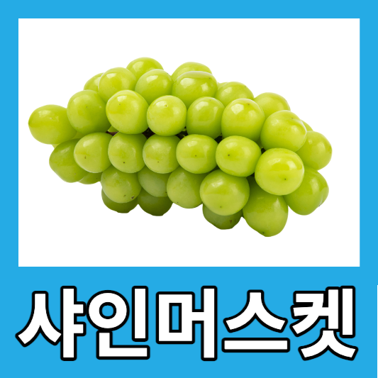 샤인머스켓 효능 8가지 보관방법 샤인머스캣 칼로리