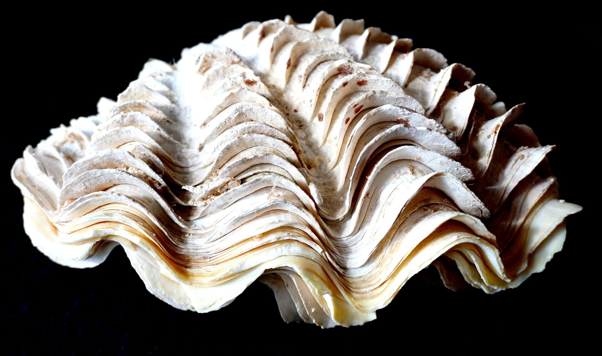 멸종위기 동식물 자이언트 클램: 대왕조개가 사라지는 이유와 대응