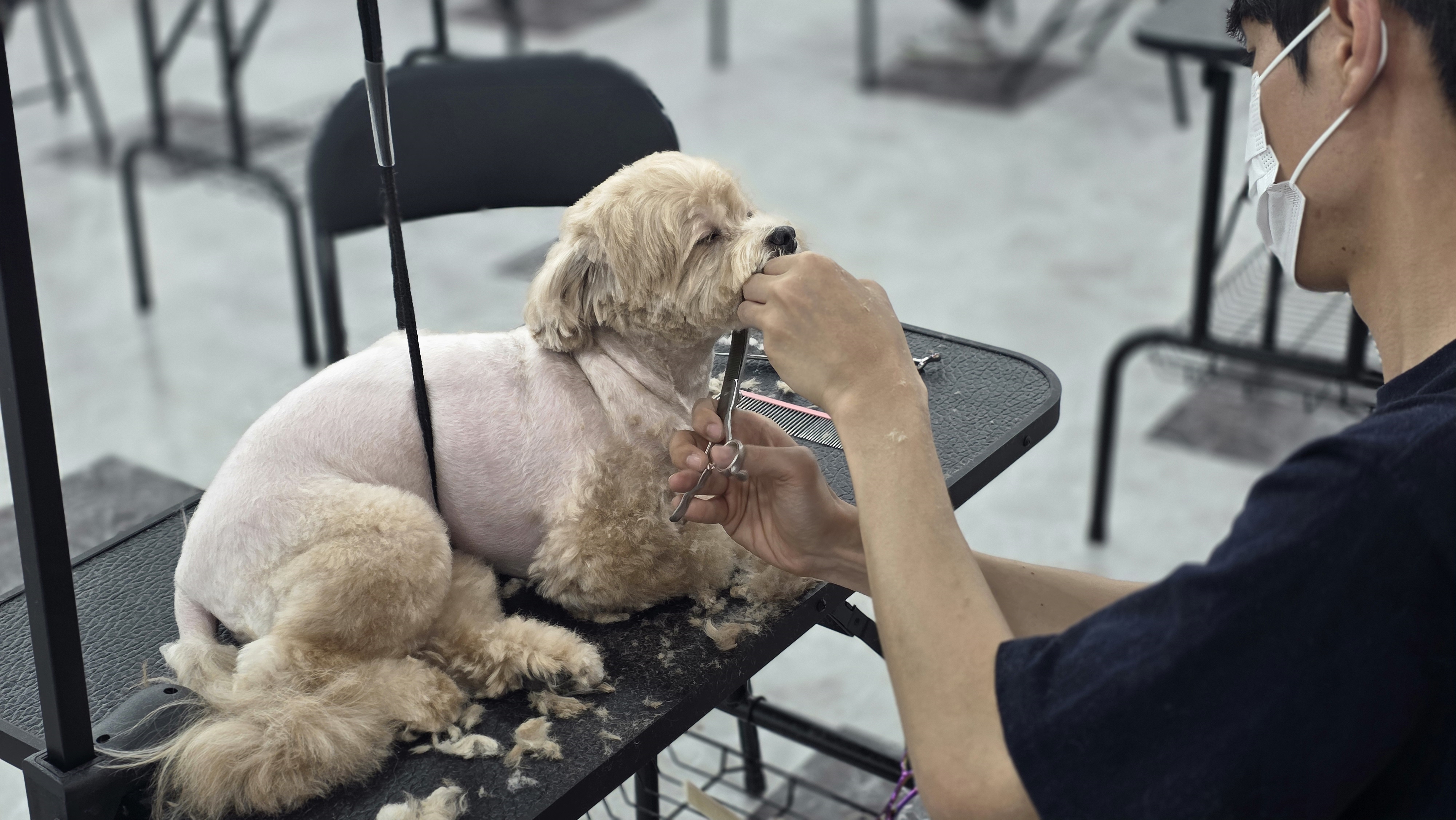 수완애견미용자격증