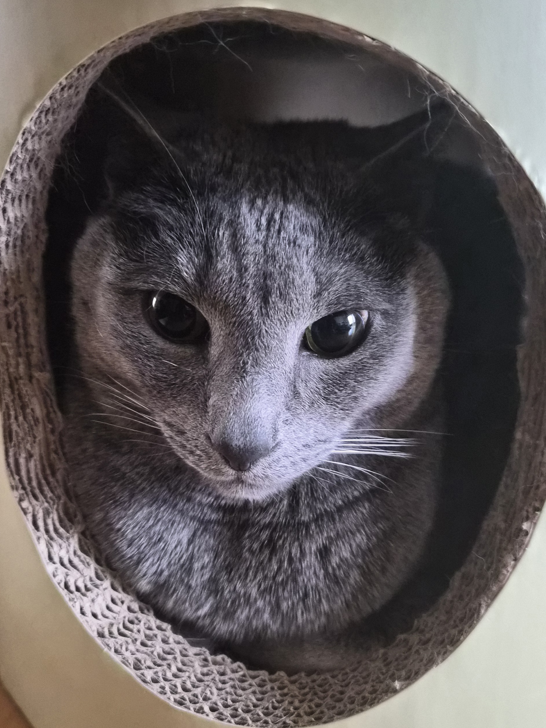 고양이 사진