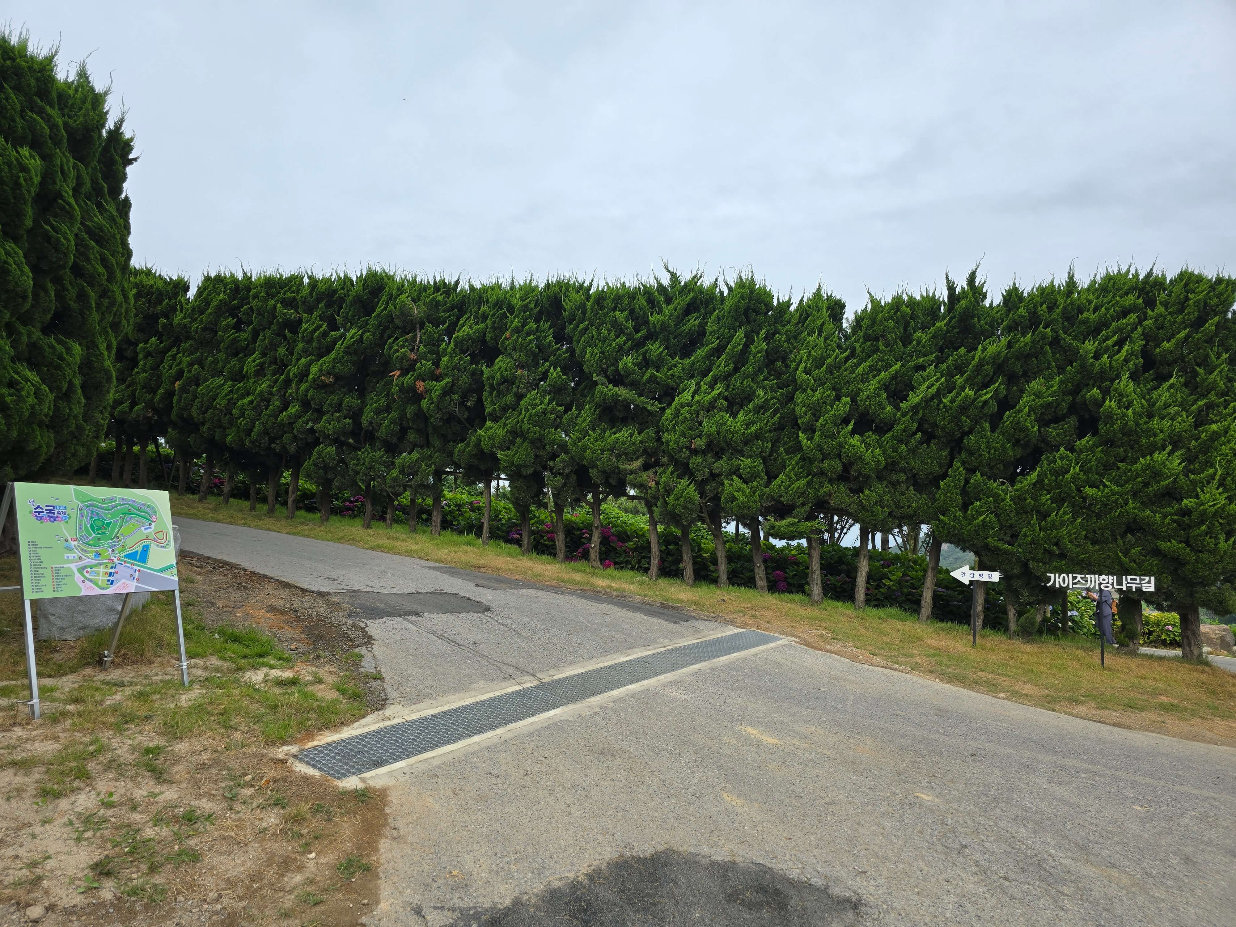 신안섬수국축제개화상황