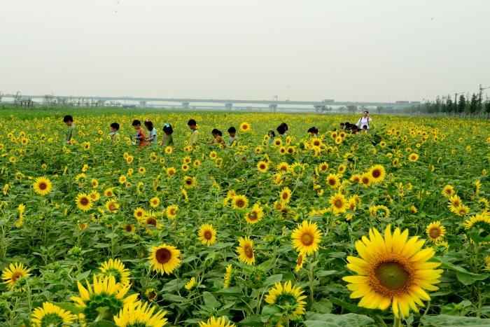 부산 대저생태공원 해바라기