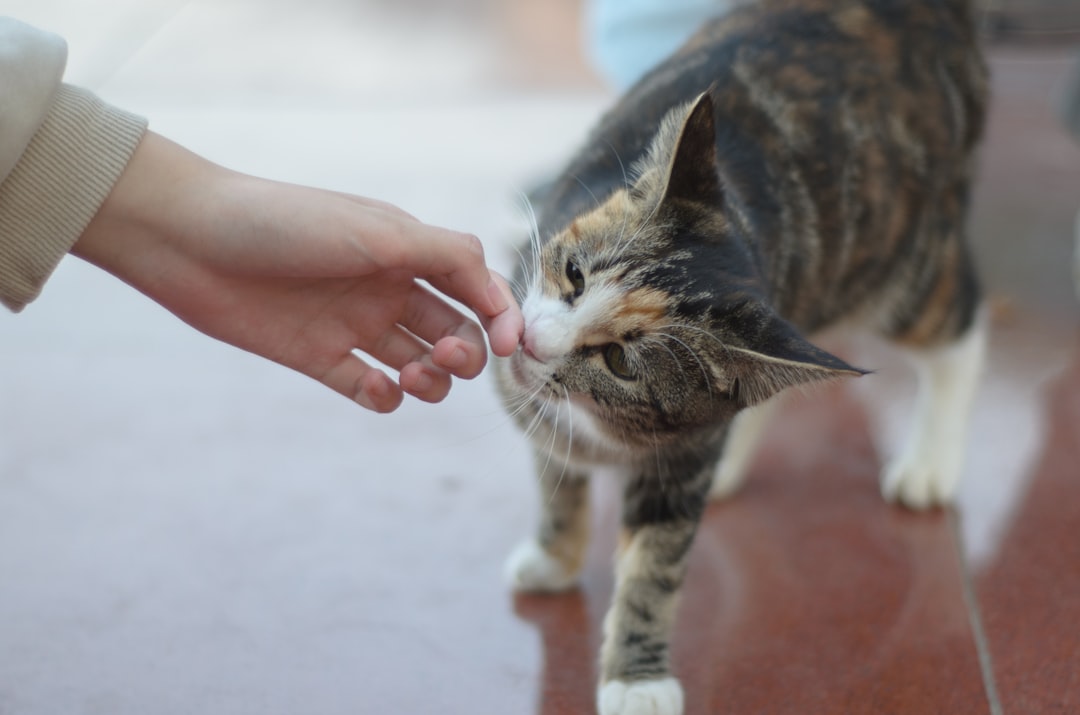 Cat Treats
