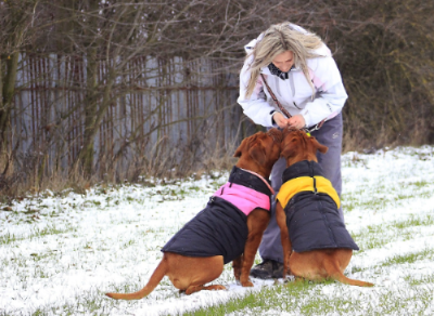 출처 구글 이미지 강아지사진