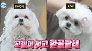 나혼자산다 구성환 강아지 꽃분이 드라이 추천템