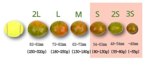 대저토마토 당도비교