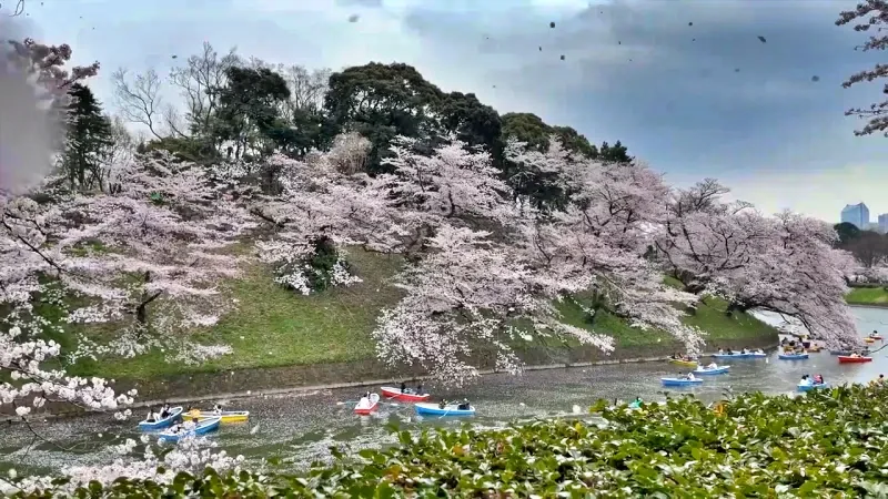 치도리가후치 뱃놀이