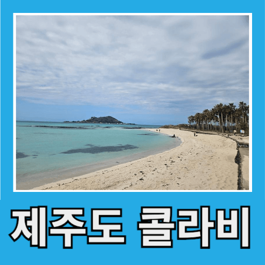 제주 콜라비 농장