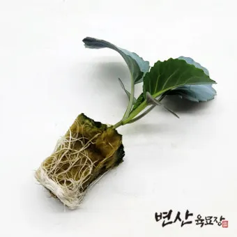 콜라드 재배 상자 텃밭 배양토 배합 병해 줄이기_30