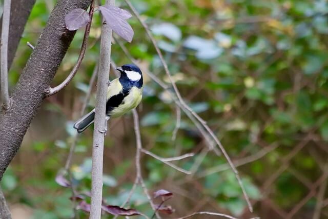 가평베고니아새정원