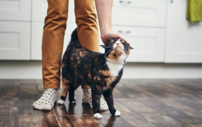 발밑에서 미끄러지는 아기 고양이