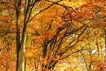 소상공인 50만원 크레딧 지원금! 신청방법 총정리