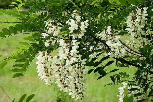 아카시아꽃 개화 시기