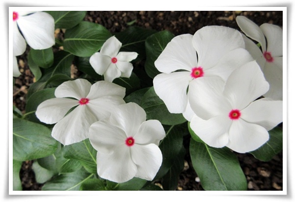 정원 "일일초 키우기" 여름을 환하게 밝히는 정원의 보석!