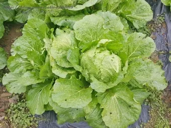 김장 배추 재배 파종 모종 웃거름 결구 수확 타이밍_23