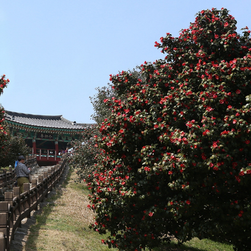 서천마량리 동백나무숲