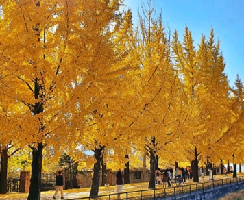 가을에 피는 꽃 은행나무