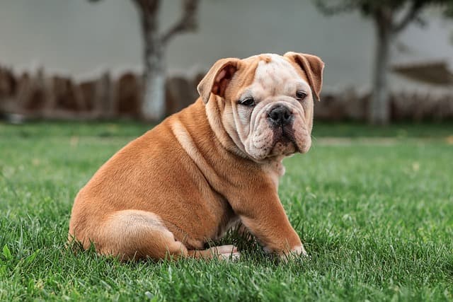 canine atopic dermatitis
