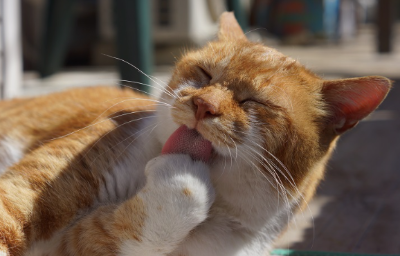 앞발을 핥는 고양이