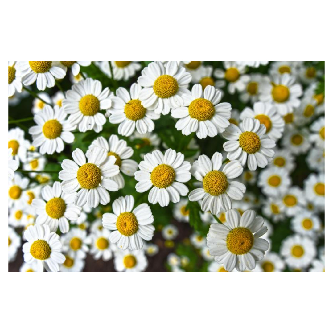 식물성 멜라토닌과 관련된 사진입니다.