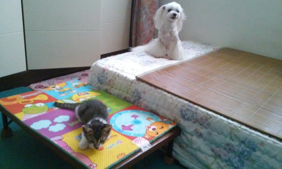 새끼고양이-구출기