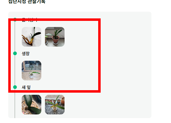 군자란 관리법 알아보기