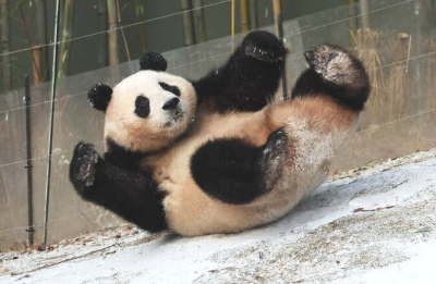 푸바오