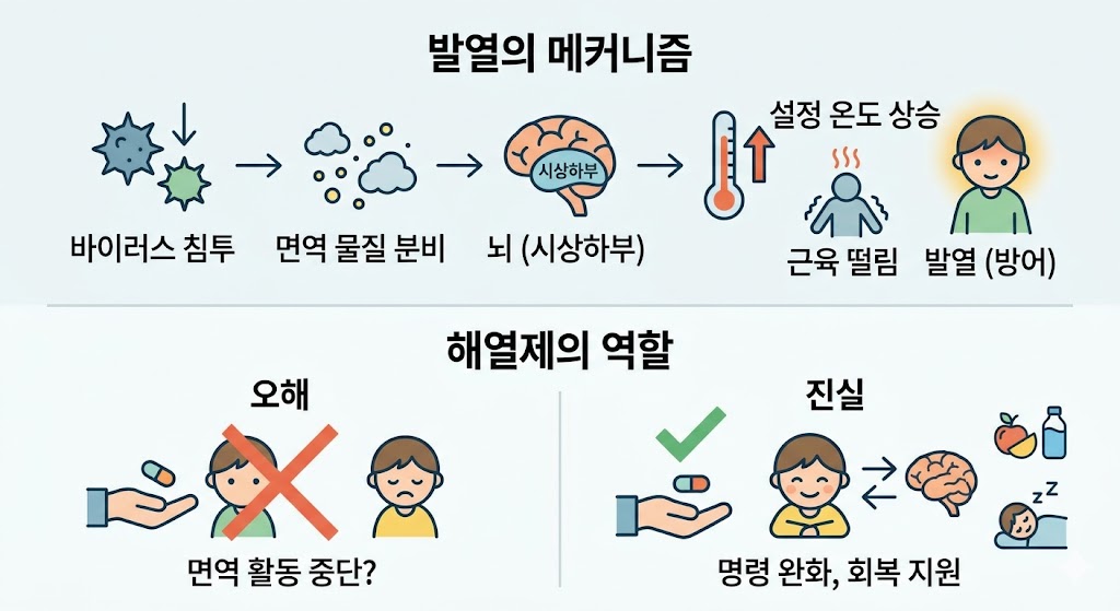 바이러스 침투가 시상하부를 자극해 발열을 일으키는 과정을 단계별로 묘사합니다. 해열제가 면역을 방해한다는 오해와 달리, 실제로는 통증을 줄여 휴식과 회복을 돕는 역할을 한다는 진실을 직관적인 그림과 텍스트로 대비하여 보여줍니다.