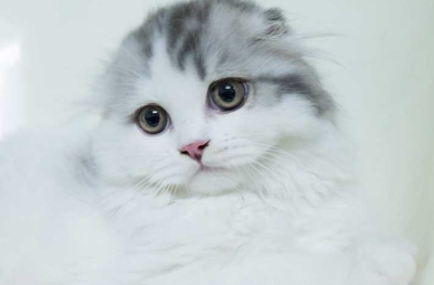 스코티시 폴드의 이미지