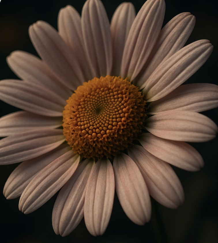 1. 예쁜 얼굴 속 무서운 비밀&amp;#44; &amp;#39;피레트린&amp;#39;