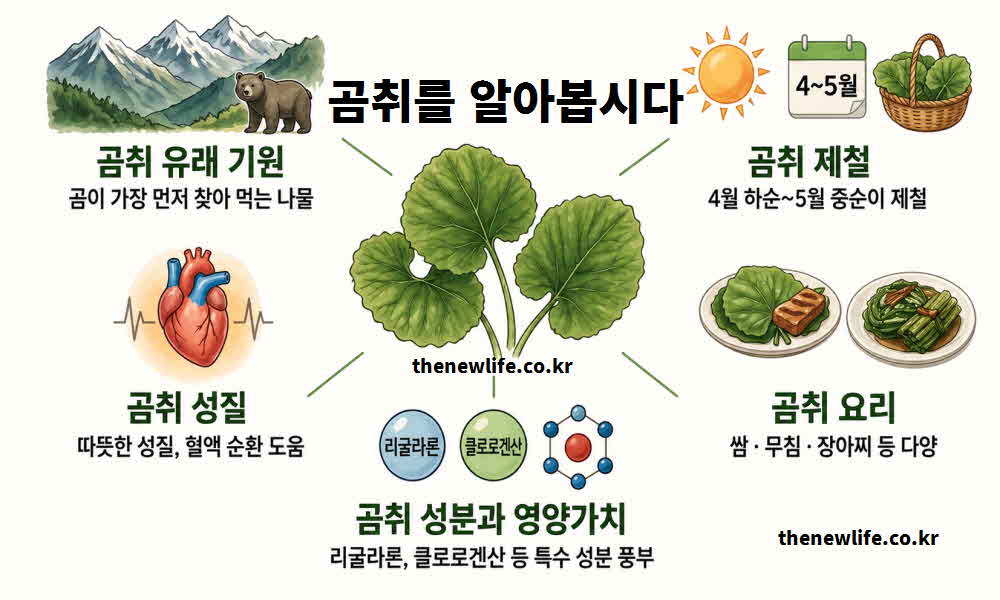 곰취 효능 유래 기원