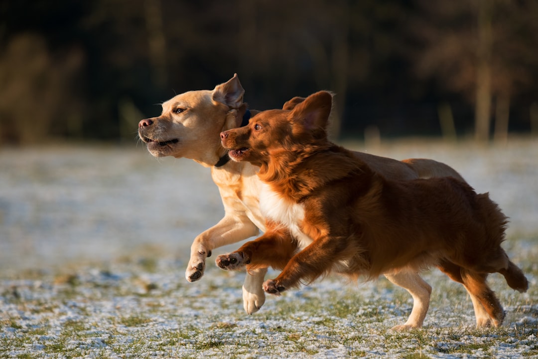 Canine